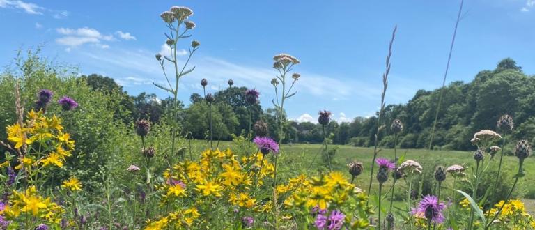 Flowers blooming in Belair Park, June 2024