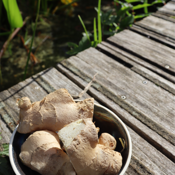 Ginger Root