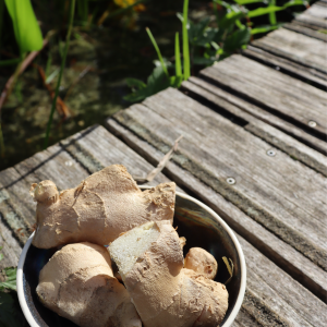 Ginger Root